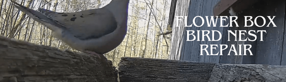 Flower Box Bird Nest - Morning Dove - Nest Repair