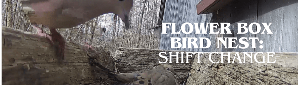 Flower Box Bird Nest - Mourning Dove - Shift Change