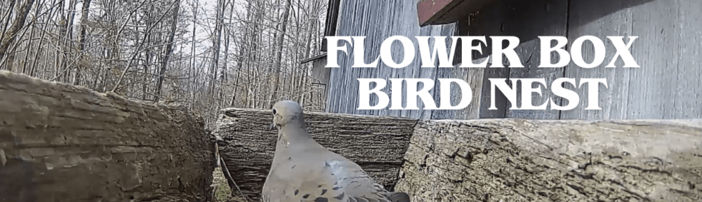 Flower Box Bird Nest -Mourning Dove